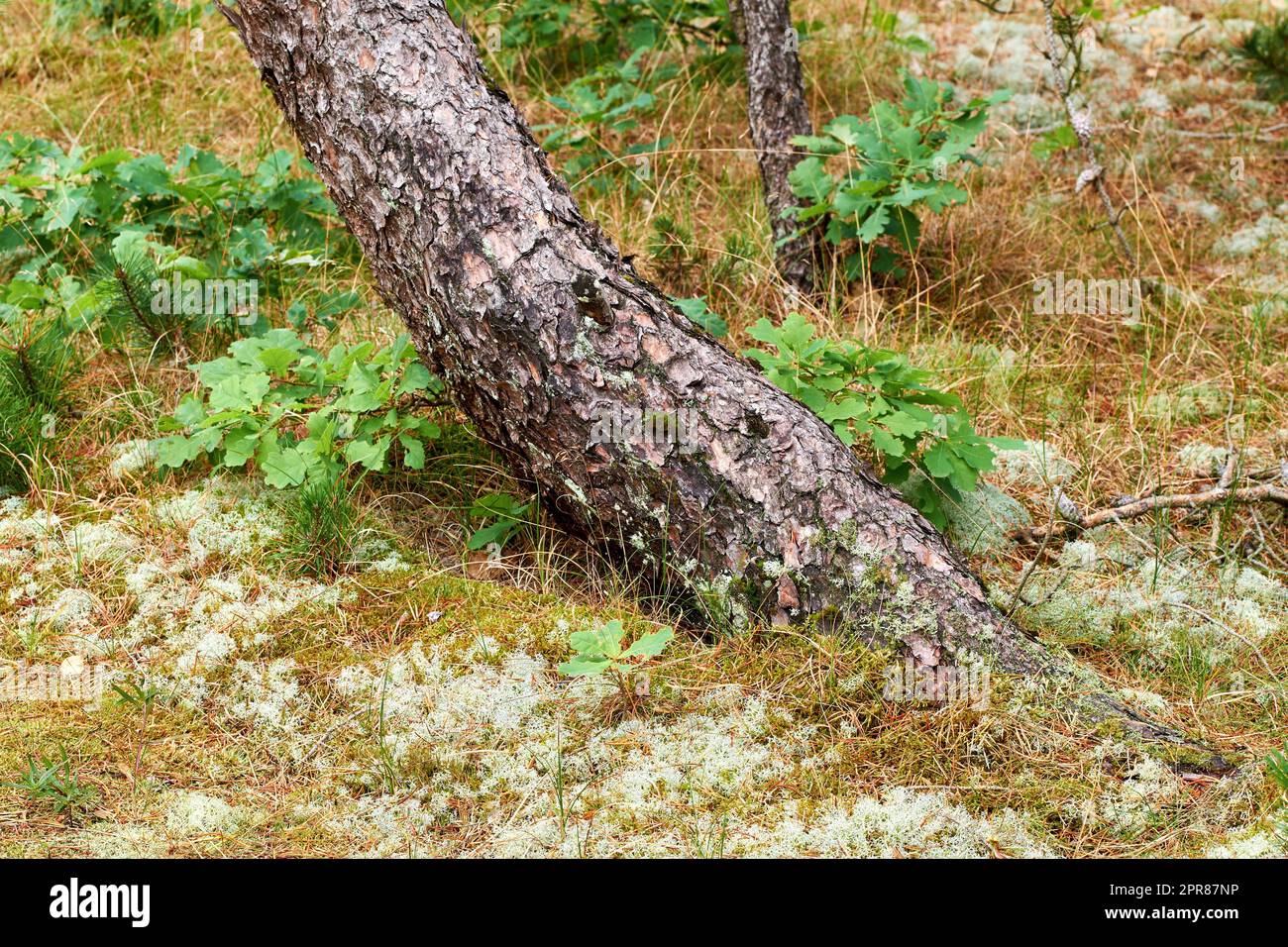 Paesaggio naturale panoramico e lussureggiante con struttura in legno di vecchia corteccia in una giornata di sole in un prato o in una foresta remoti e tranquilli. Muschio e alghe che crescono su un sottile tronco di pino in un parco o in un giardino all'aperto Foto Stock