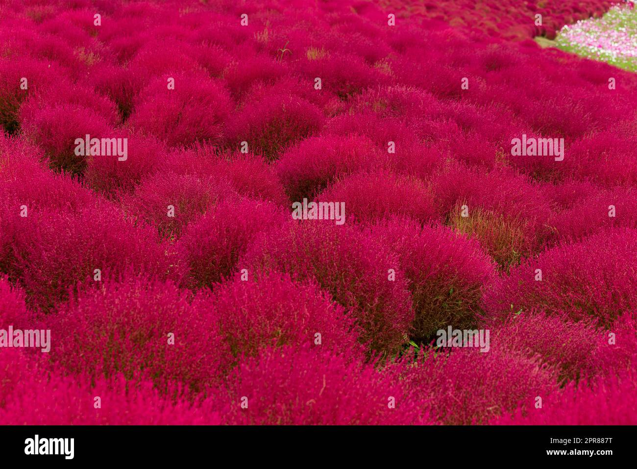 Campo rosso di Bassia scoparia nel parco giapponese Foto Stock