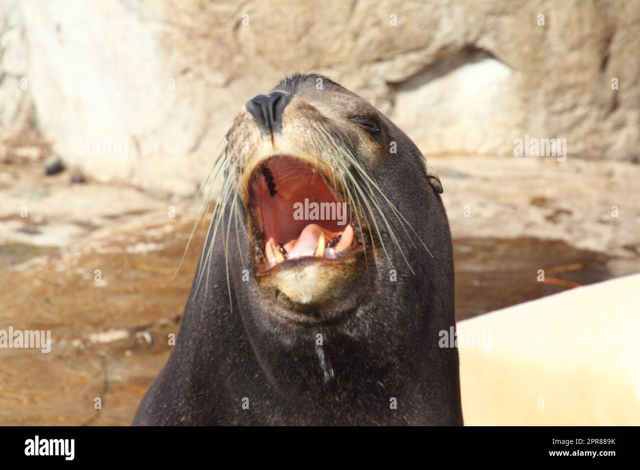 Il leone di mare della California (Zalophus californianus) è una foca costiera delle orecchie originaria del Nord America occidentale Foto Stock