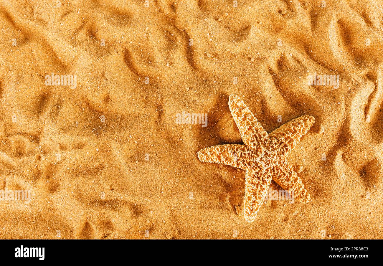 Sfondo di stelle marine isolate sulla spiaggia dorata Foto Stock