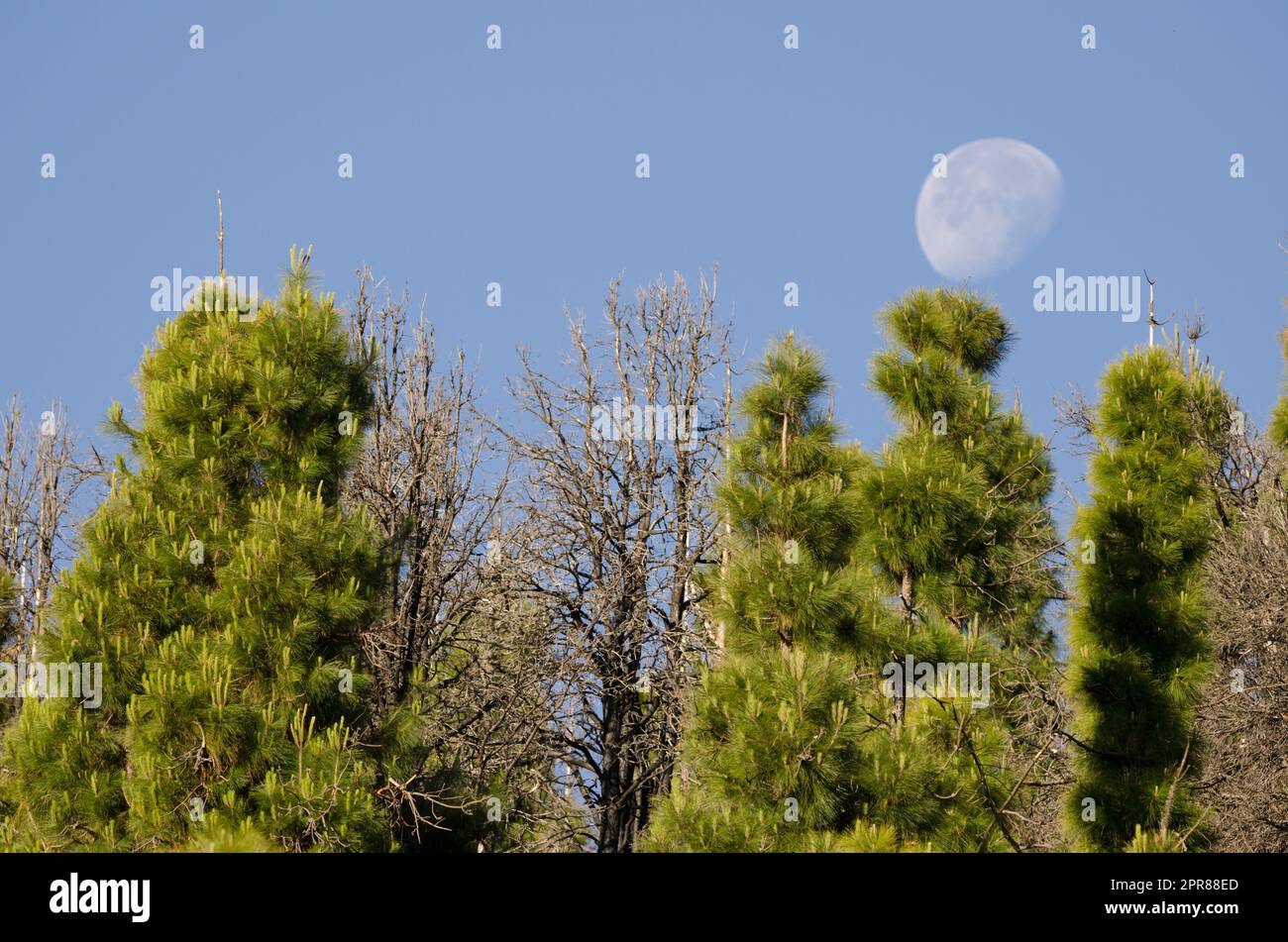 Foresta di pino delle Canarie e luna. Foto Stock
