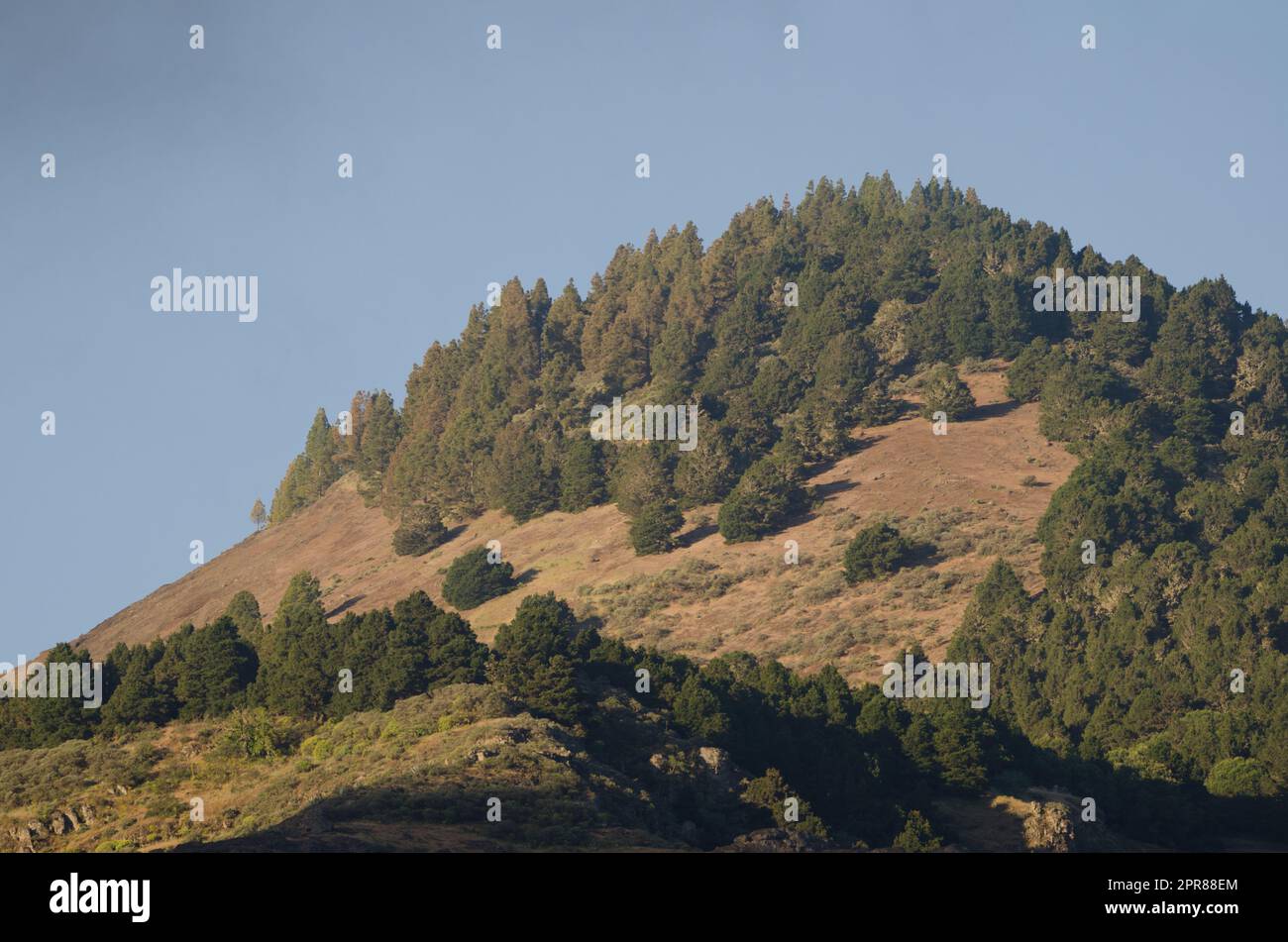 Montagna con foresta mista di pino delle Canarie e pino di Monterey. Foto Stock