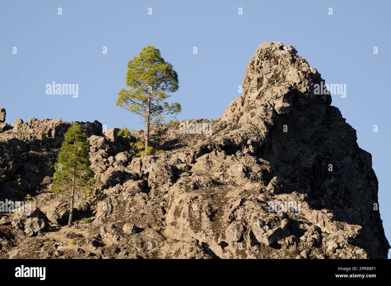 Pini della scogliera e delle Isole Canarie Pinus canariensis. Foto Stock