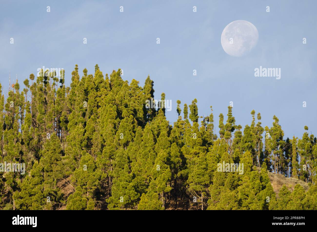 Foresta di pino delle Canarie e luna. Foto Stock