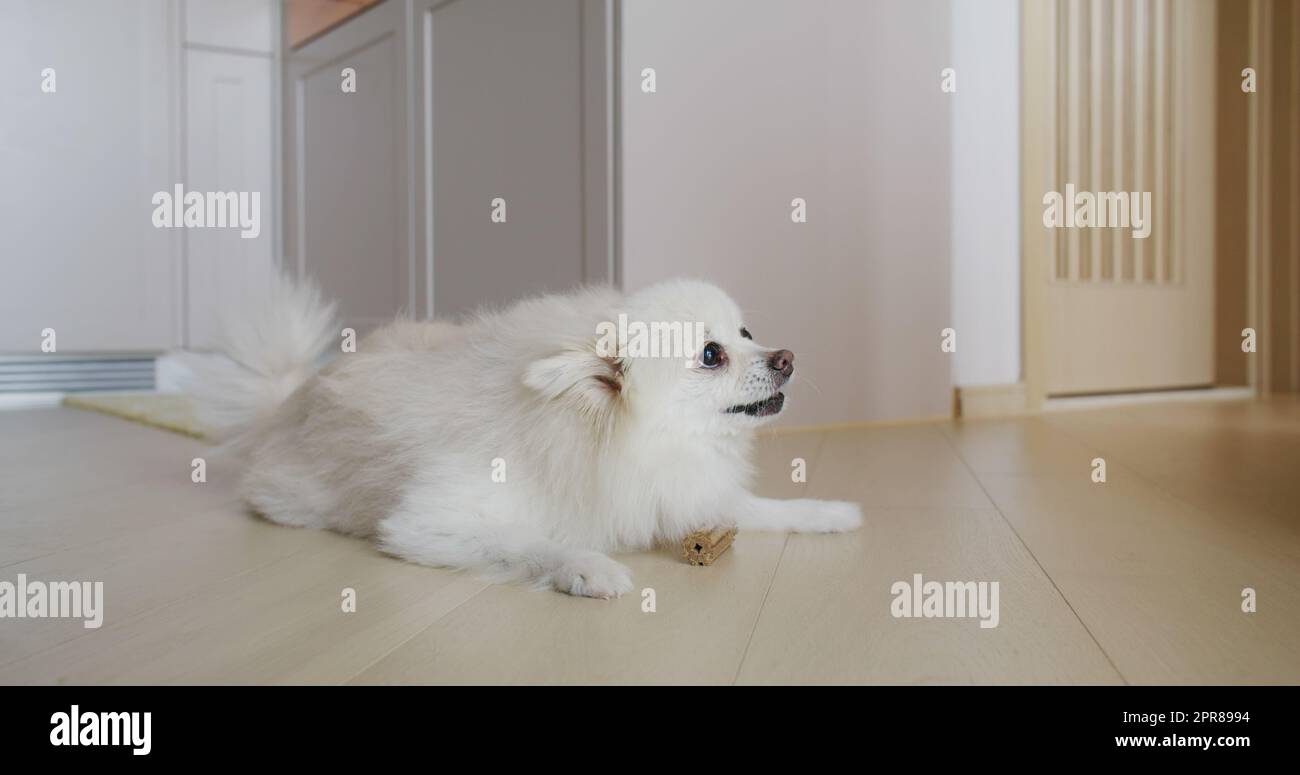 Trattamento da masticare per cani Pomeraniani per denti puliti e gengive sane Foto Stock