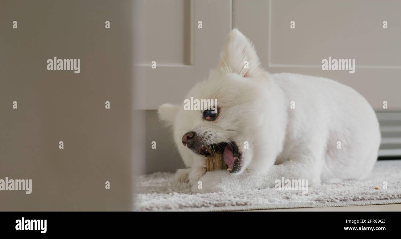 Trattamento da masticare per cani Pomeraniani per denti puliti e gengive sane Foto Stock