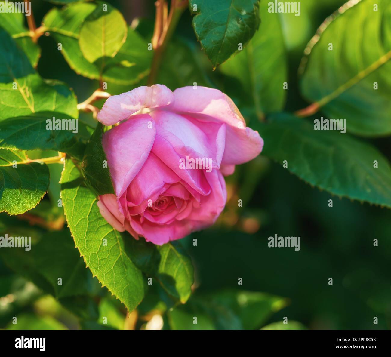 La rosa nel giardino. Una foto di una bella rosa rosa in giardino. Foto Stock