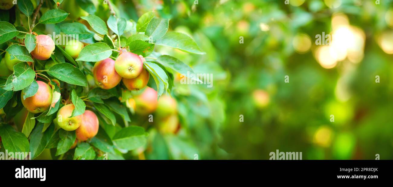 Primo piano delle mele che crescono su un albero in un frutteto sostenibile in una giornata di sole all'aperto. Frutta biologica succosa, nutriente e fresca che cresce in un paesaggio verde panoramico. Prodotti maturi pronti per la raccolta Foto Stock