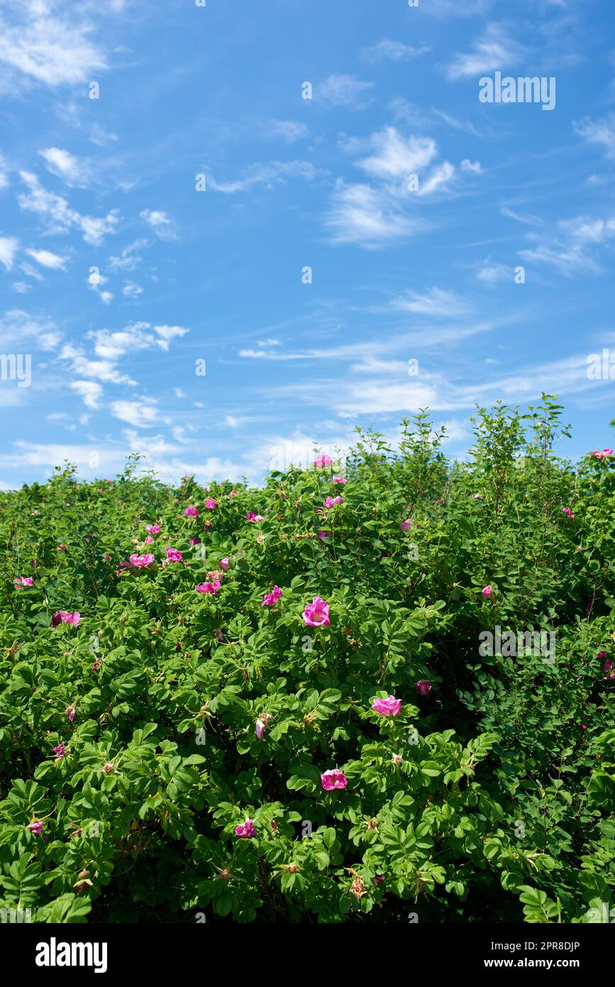 Fiorente pianta di rosa sylter sotto il cielo nuvoloso blu. Una tranquilla giornata d'estate con una splendida vegetazione lussureggiante in una giornata di sole. Una vista panoramica del fogliame con il cielo limpido sullo sfondo e lo spazio di copia Foto Stock