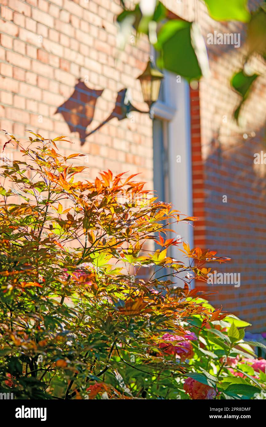 Primo piano di un albero colorato in autunno. Piante arancioni, gialle e verdi che crescono all'esterno di un edificio con muro di mattoni rossi. Fiori rosa autunnali che fioriscono in un giardino alla luce del sole del pomeriggio Foto Stock
