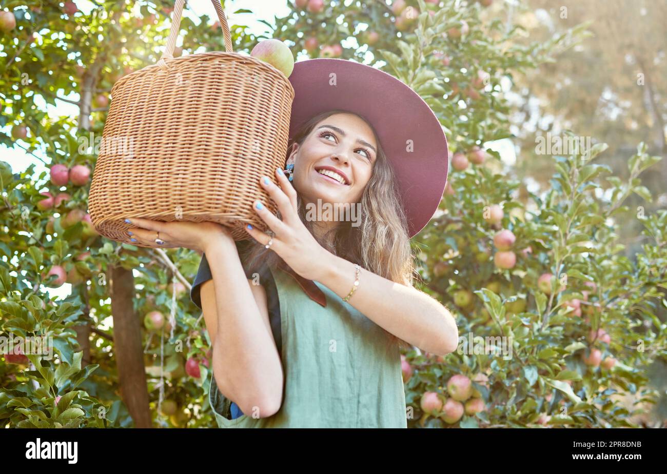 Un felice cestino di mele appena raccolte nell'azienda agricola sostenibile di frutteto all'aperto il giorno di sole dal basso allegro agricoltore che raccoglie frutta biologica succosa e nutriente di stagione Foto Stock