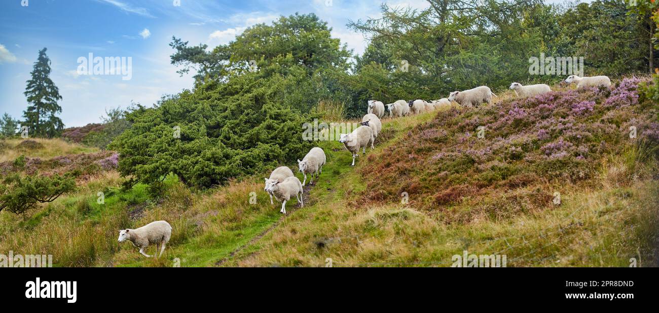 Gregge di pecore che camminano e vengono allevati insieme su un pascolo di pascoli. Gruppo di animali pelosi e di lana in terreni agricoli e terreni agricoli remoti. Allevare bestiame per l'industria dell'abbigliamento Foto Stock