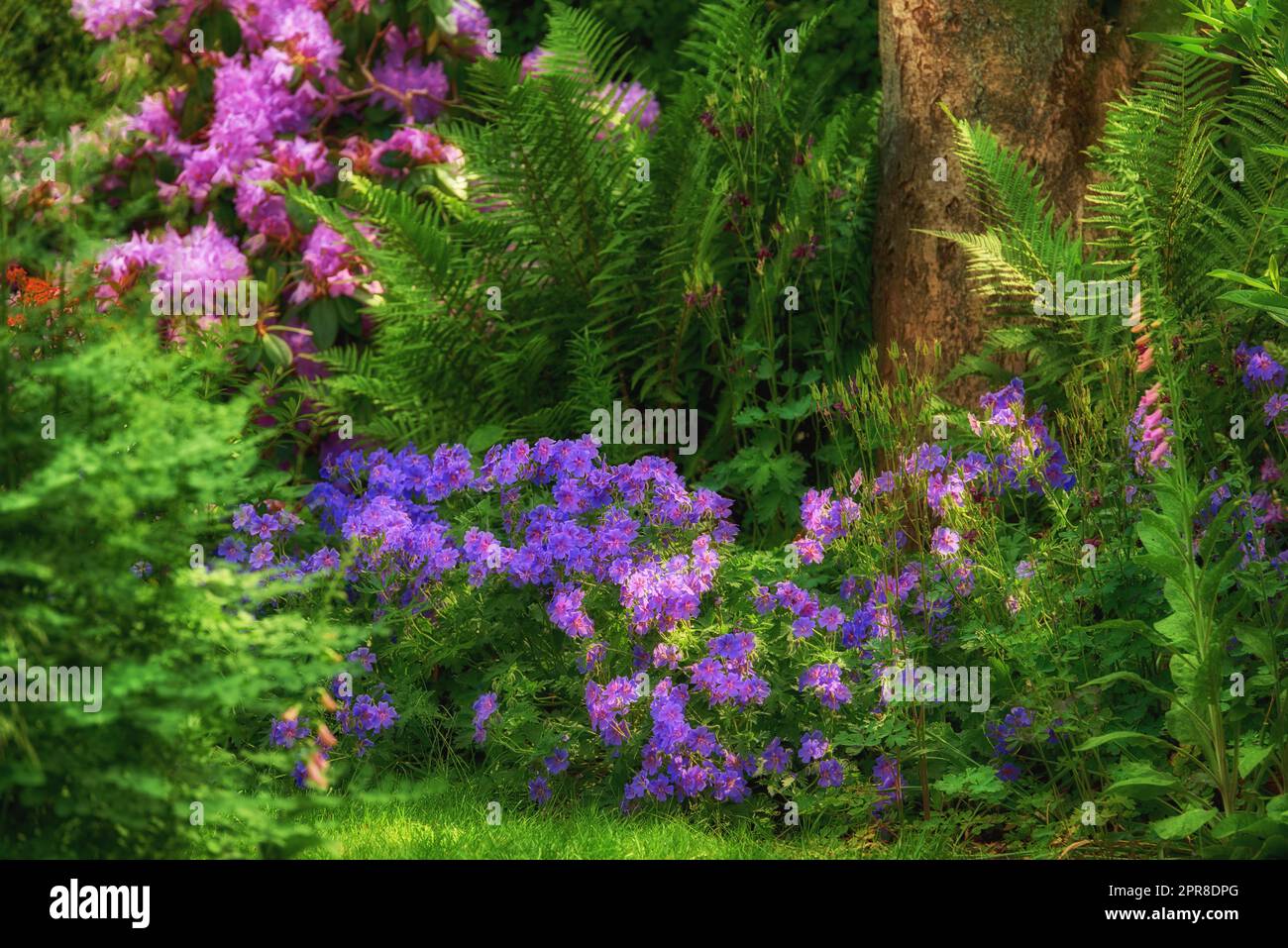 Vivaci clematis e fiori rosa di columbine che crescono in un giardino privato panoramico e lussureggiante. Piante botaniche, cespugli, arbusti, felci, flora e alberi in un cortile. Sereno, zen, pacifico e tranquillo Foto Stock