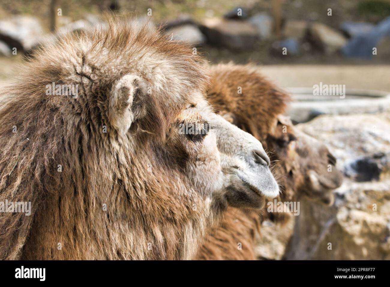 Il Ritratto del cammello anella i dromedari Foto Stock