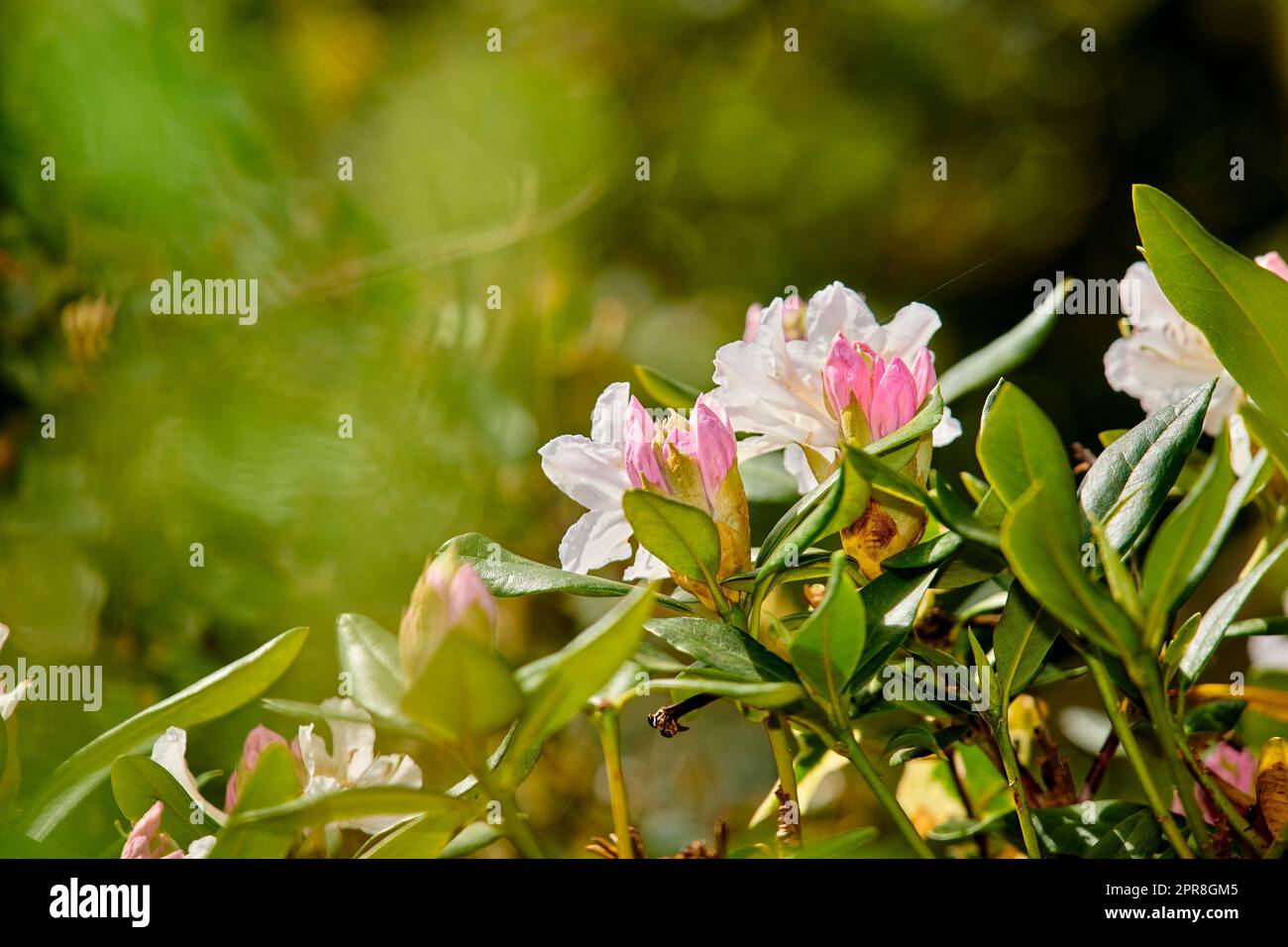 Rhododendron è un genere di 1.024 specie di piante legnose della famiglia delle brughiere, sempreverdi o decidue, e si trova principalmente in Asia, anche se è diffuso anche negli altopiani meridionali dei monti Appalachi del Nord America. Foto Stock