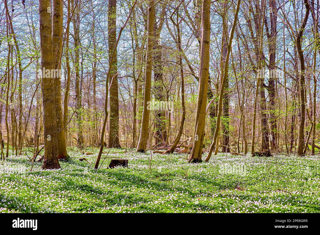 Conservazione della natura e dell'ambiente dei fiori di anemone bianco che fioriscono in un campo tranquillo e magico. Vista panoramica delle piccole piante di ranunculaceae che fioriscono e fioriscono nella remota foresta di campagna Foto Stock