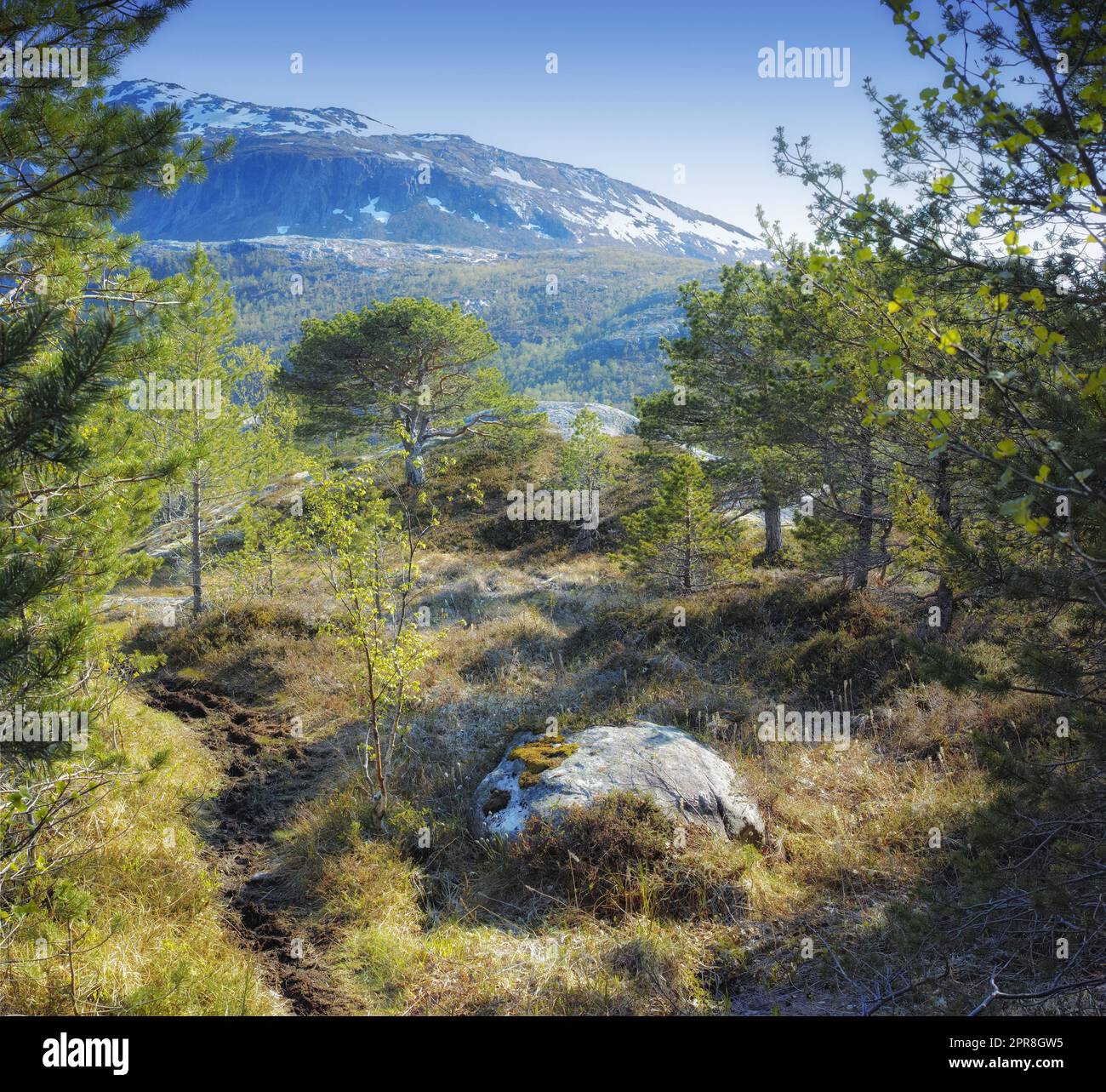 Vista panoramica della foresta di pini con neve di montagna, cielo blu e spazio copia sullo sfondo in Norvegia. Escursioni a piedi, alla scoperta della campagna panoramica di una vasta distesa naturale con alberi di cedro nelle fredde giornate invernali Foto Stock