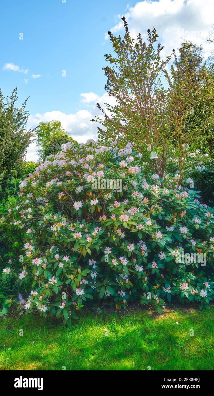 Splendidi cespugli Rhododendron che crescono in un giardino vivace in una giornata di sole. Molte piante verdi lussureggianti in un cortile con fiori colorati. Flora luminosa in un tranquillo parco zen con la natura in armonia Foto Stock