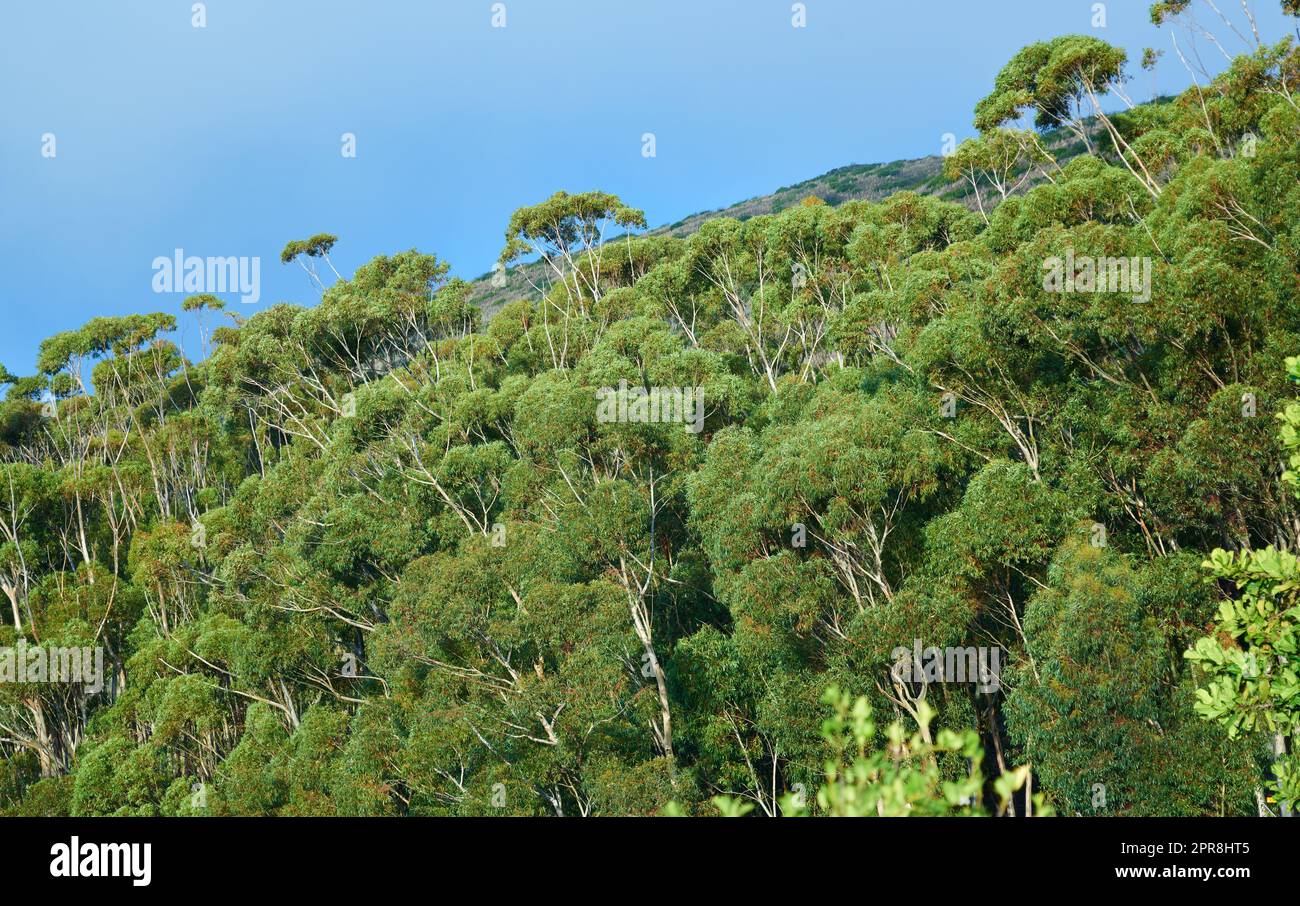 Vista del paesaggio delle verdi foreste pluviali di eucalipto che crescono in una campagna selvaggia e remota. Ecosistema panoramico di fitte piante e cespugli in foreste di conservazione remota o boschi naturali Foto Stock