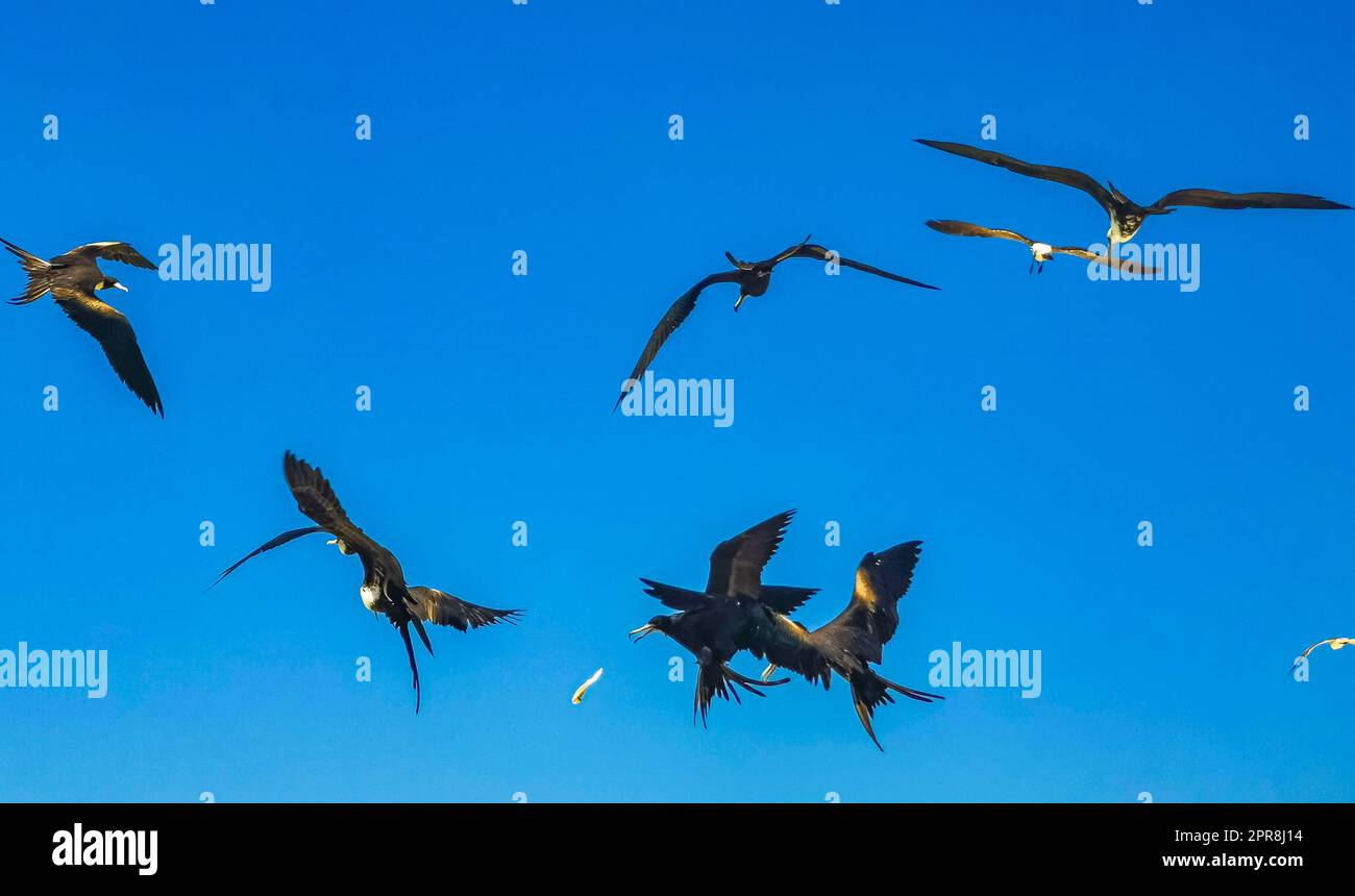 Gli uccelli Fregat volano sullo sfondo blu del cielo su Holbox Mexico. Foto Stock