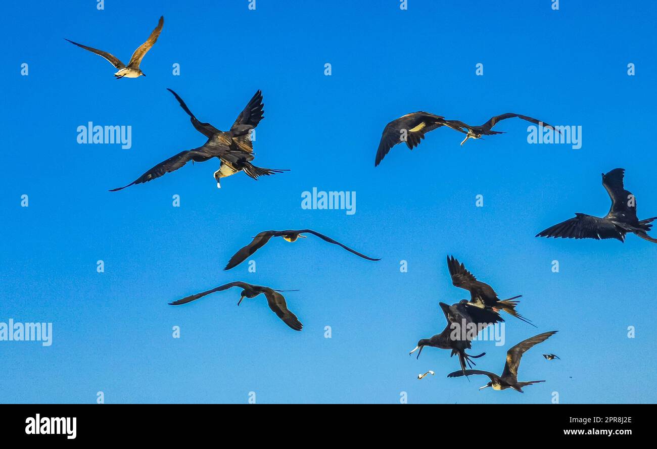 Gli uccelli Fregat volano sullo sfondo blu del cielo su Holbox Mexico. Foto Stock