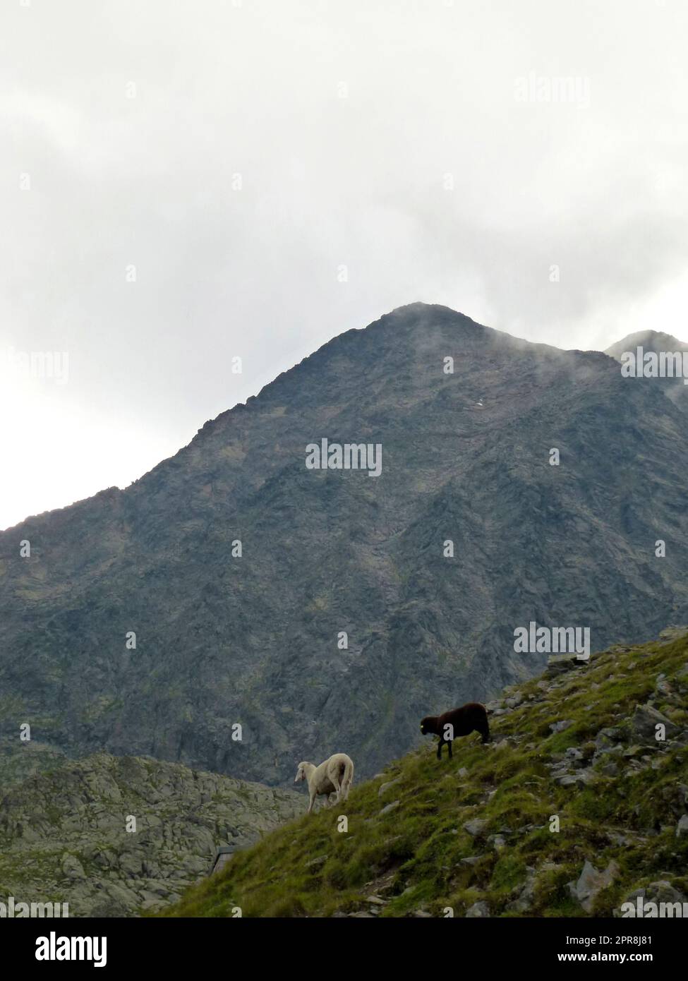 Pecora a Stubai sentiero di alta quota, giro 8 in Tirolo, Austria Foto Stock