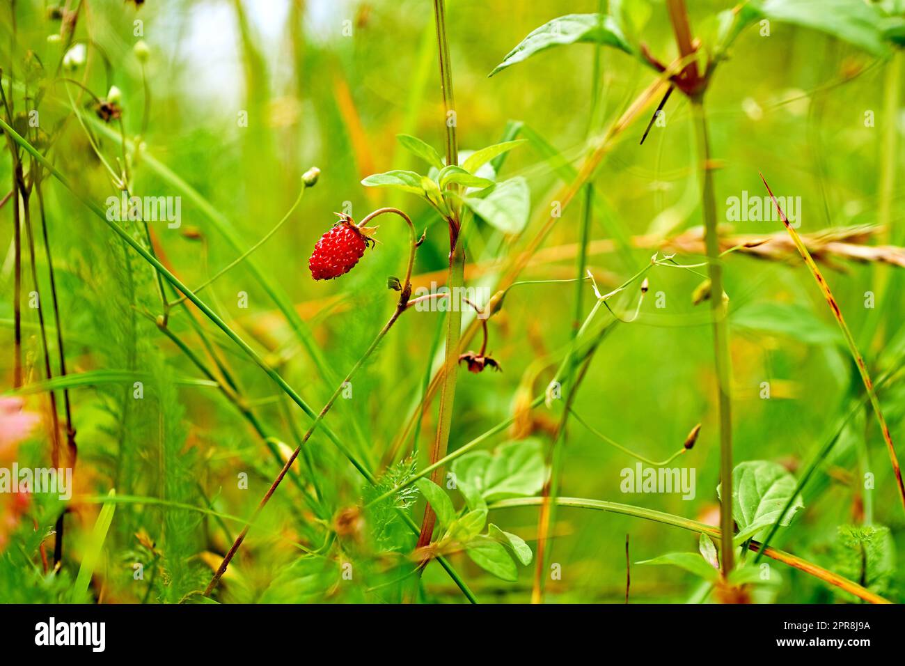 Delizioso dolce fragrante fragola rossa tra il verde Foto Stock