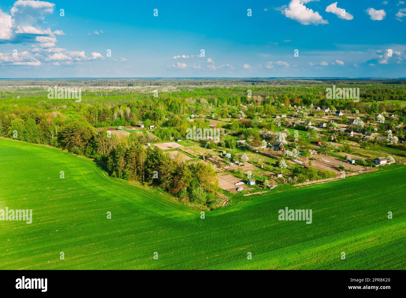 Paesaggio rurale rurale con germogli di grano giovani e piccolo villaggio russo in primavera, estate, giorno nuvoloso. Campo agricolo. Giovani germogli di grano. Vista aerea Foto Stock