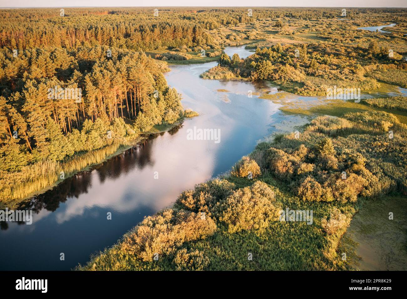 Vista aerea sopraelevata della Green Forest Growth sulla River Coast Paesaggio in Sunny Summer Evening Foto Stock