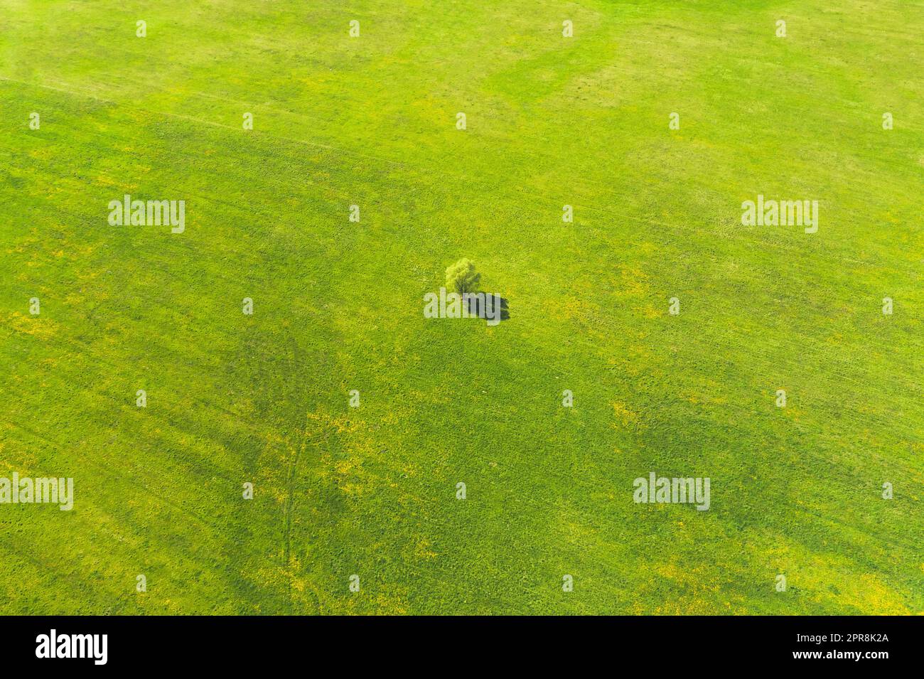 Vista aerea del paesaggio agricolo con Lonely Tree in campo di primavera, prato estivo. Splendido paesaggio rurale verde erba con vista dall'alto Foto Stock