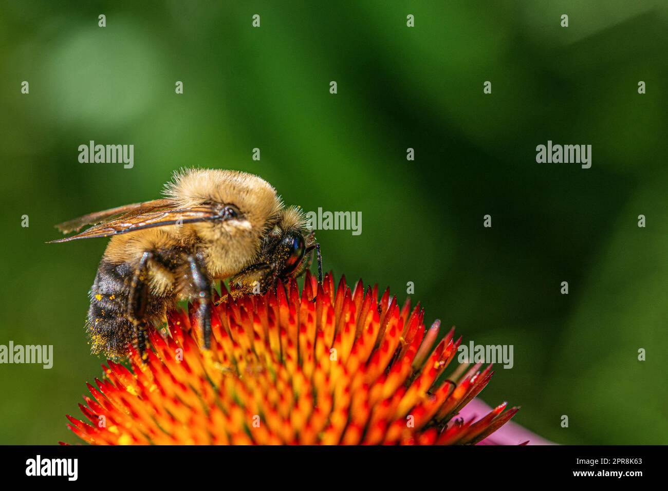 Un bumblebee ricoperto di polline è impegnato a raccogliere nettare Foto Stock