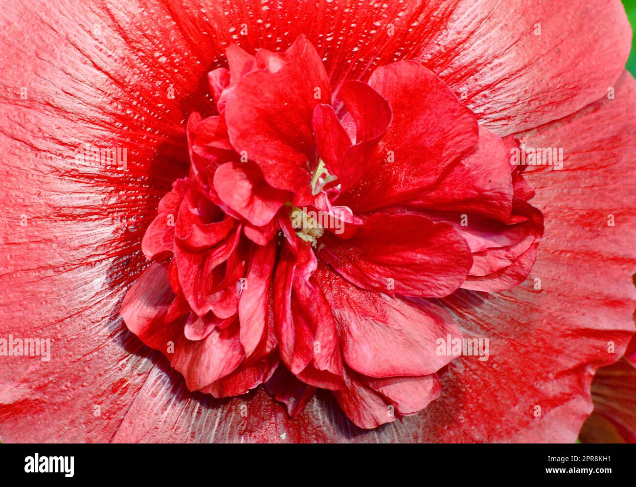 Rosa di origine floreale (lat. Alcea rosea) o spugna di Malva (latina. Malva) (doppia) Foto Stock