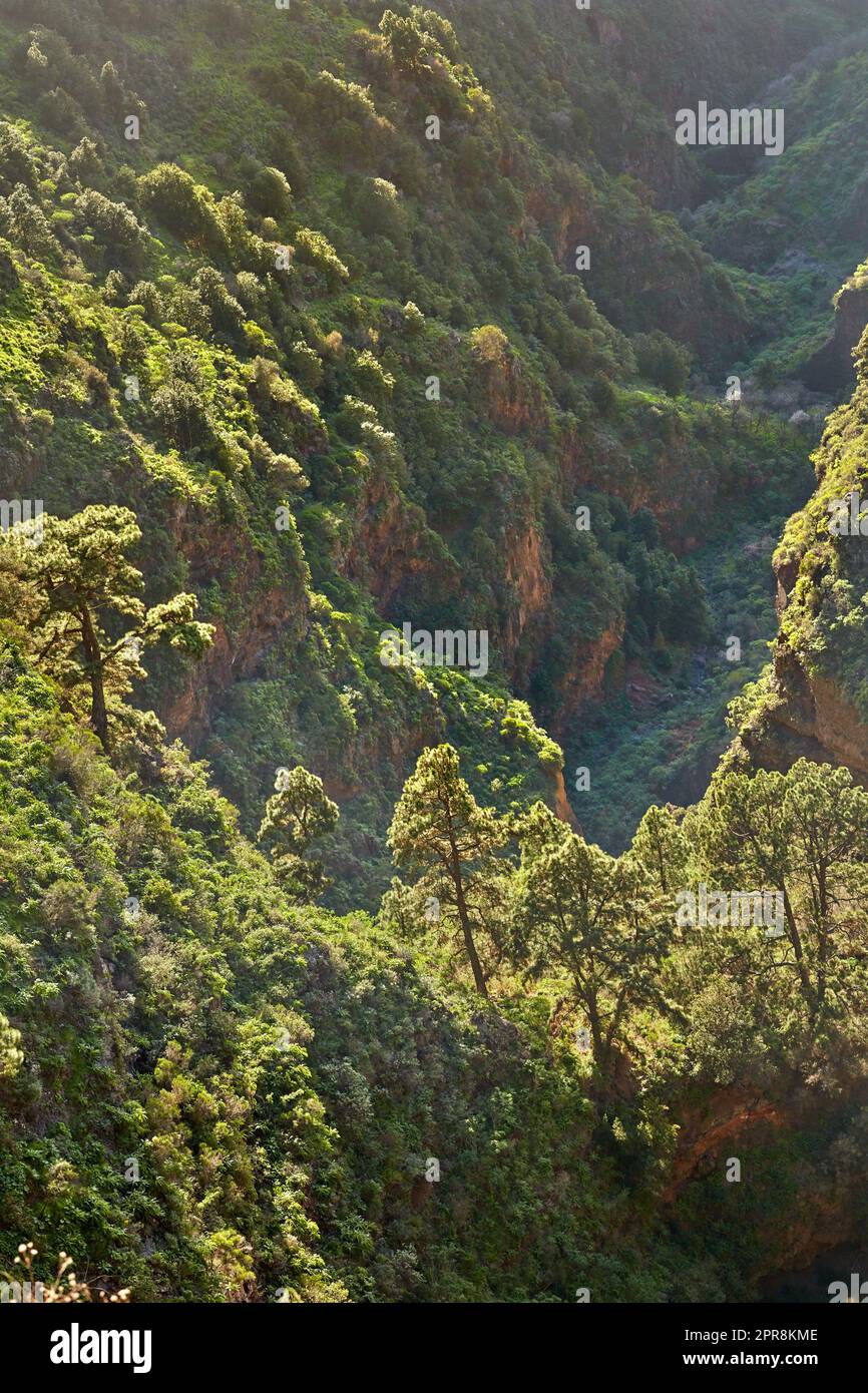 Paesaggio di pini nelle montagne di la Palma, Isole Canarie, Spagna. Silvicoltura con vista su colline ricoperte di verde vegetazione e arbusti in estate. Lussureggiante vegetazione sulla cima della montagna e nella foresta Foto Stock