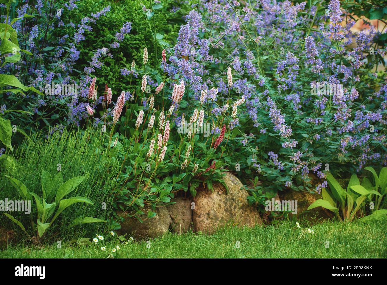 Giardino coltivato con fiori luminosi e vivaci che crescono all'aperto in un cortile sul retro in un giorno di primavera. Lavanda viola coltivata in un prato botanico. Varie piante in un cespuglio verde in un giardino lussureggiante Foto Stock