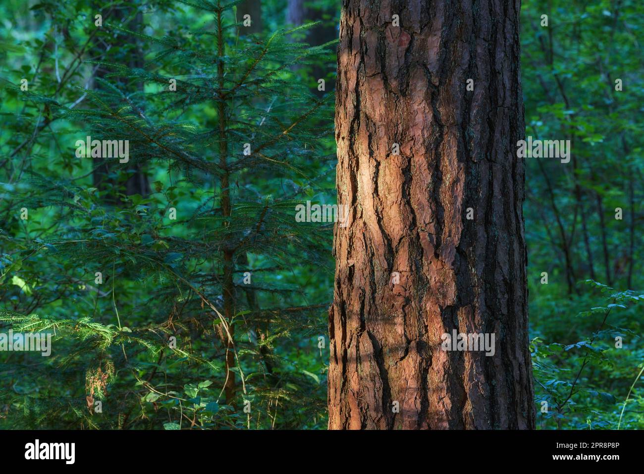 Primo piano di un ceppo di alberi che cresce in una lussureggiante foresta verde, pini che crescono in armonia con la natura. Tranquilla e silenziosa mattinata in zen, tranquilla giungla con un ambiente naturale calmo e rilassante e aria fresca Foto Stock