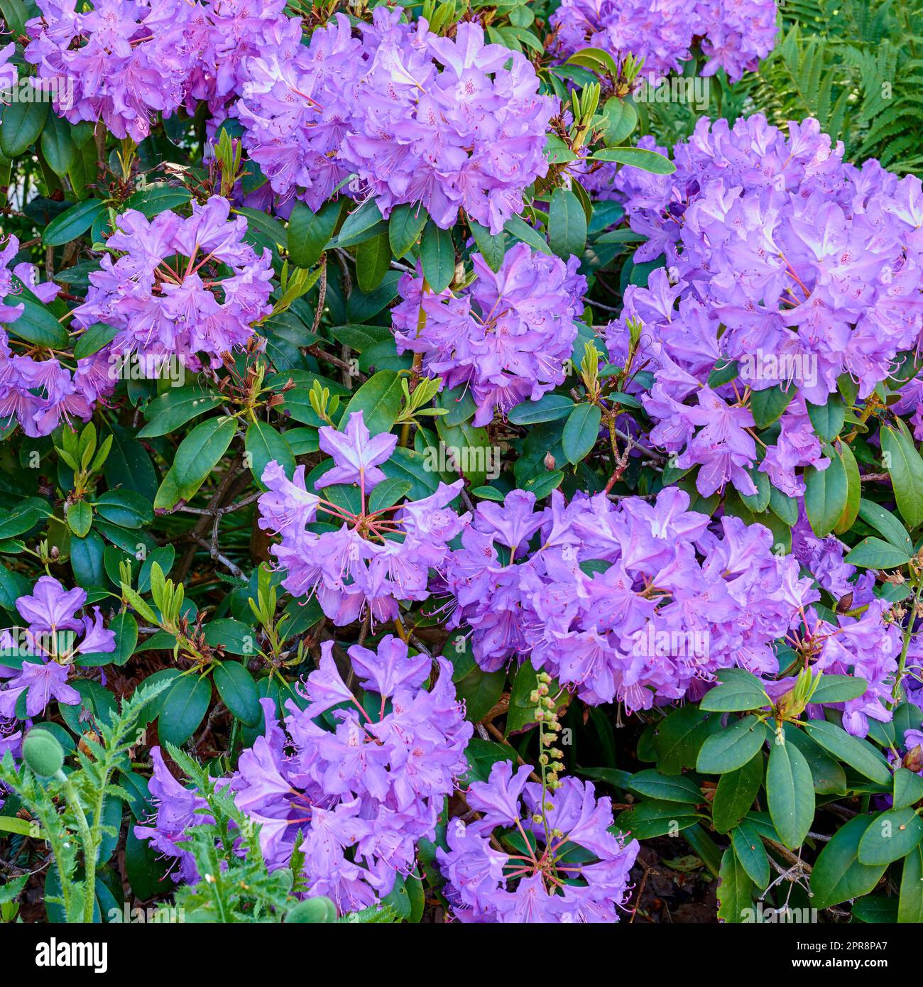 Rododendro viola che cresce in un letto di fiori in un cortile o in un giardino dall'alto. Piante di viola che fioriscono, fioriscono e fioriscono in un parco durante l'estate. Flora nel suo ambiente naturale nella natura Foto Stock