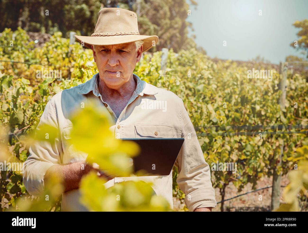 Un anziano agricoltore caucasico che usa un tablet digitale sul suo vigneto. Uomo anziano serio in piedi da solo e curiosa mentre utilizza la tecnologia in un'azienda vinicola in estate. Vecchio agricoltore con colture e agricoltura Foto Stock