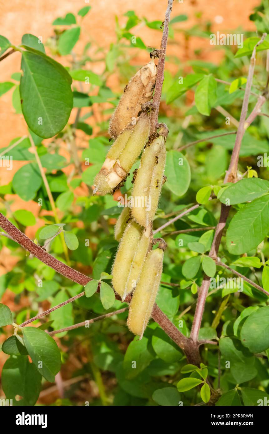Garden Balsam semi pod Foto Stock