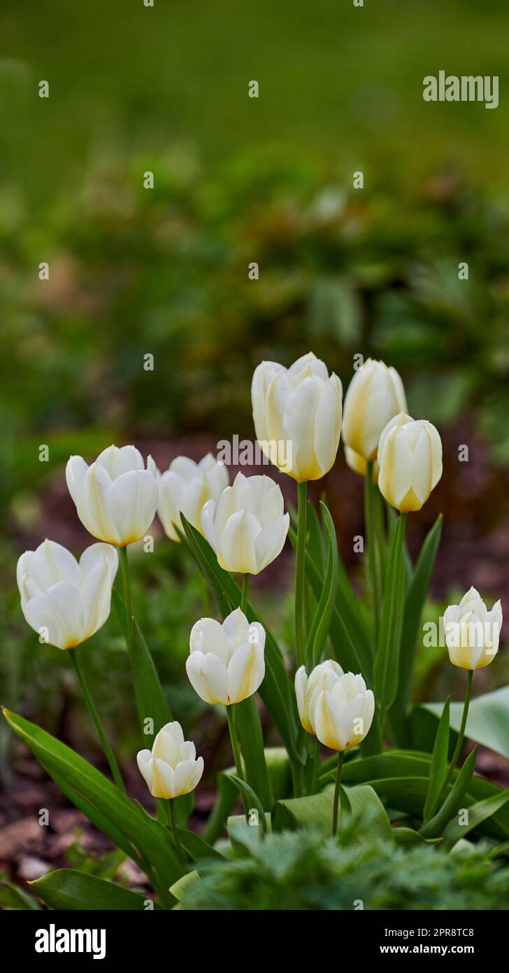 Tulipani bianchi che crescono, fioriscono e fioriscono in un lussureggiante giardino verde. Branco di fiori di tulipani della specie tulipa Gesneriana che fioriscono in un parco. Orticoltura, coltivazione della felicità e della speranza. Foto Stock