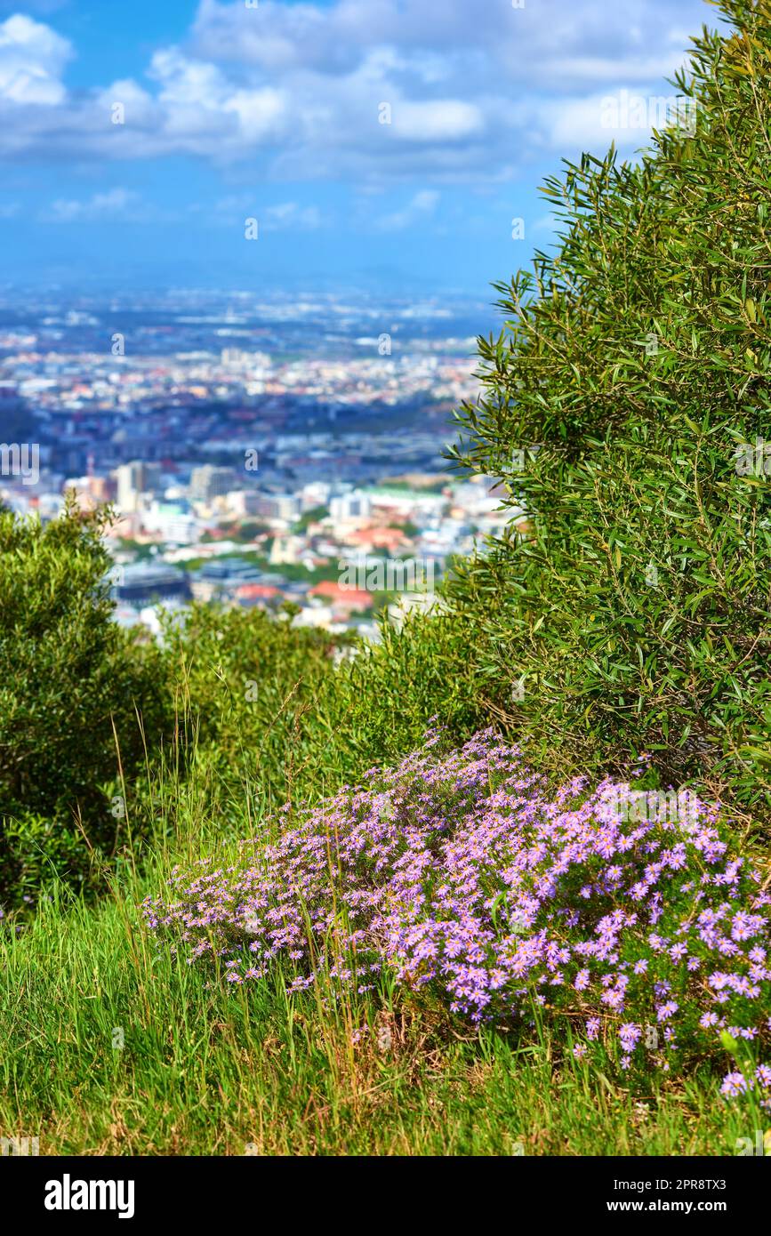 Fiori viola e erba lussureggiante su un sentiero con un bellissimo paesaggio urbano dalla cima della Table Mountain a città del Capo, in Sudafrica. Splendido paesaggio paesaggistico di vegetazione in avventurosa passeggiata attraverso la natura Foto Stock
