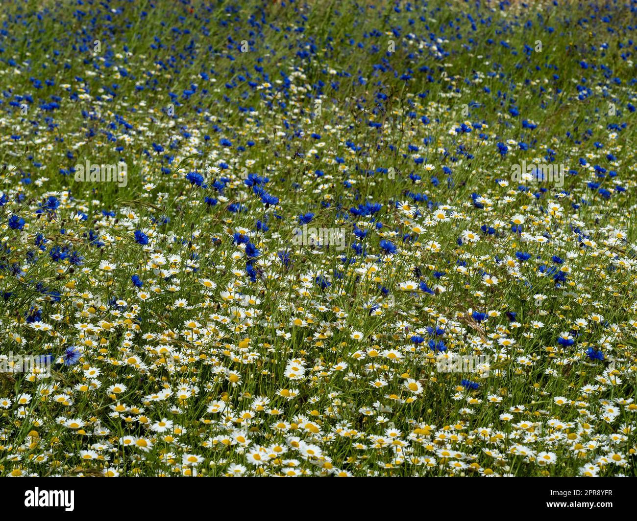 Margherite bianche e fiori di mais blu in un prato Foto Stock