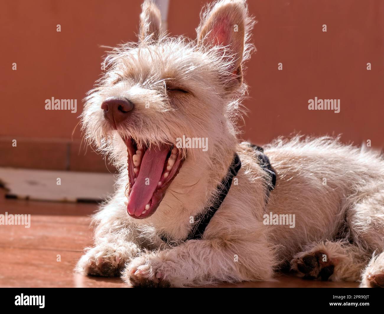 Cane, Podengo portoghese Mix piccolo, sdraiato, bocca aperta Foto Stock