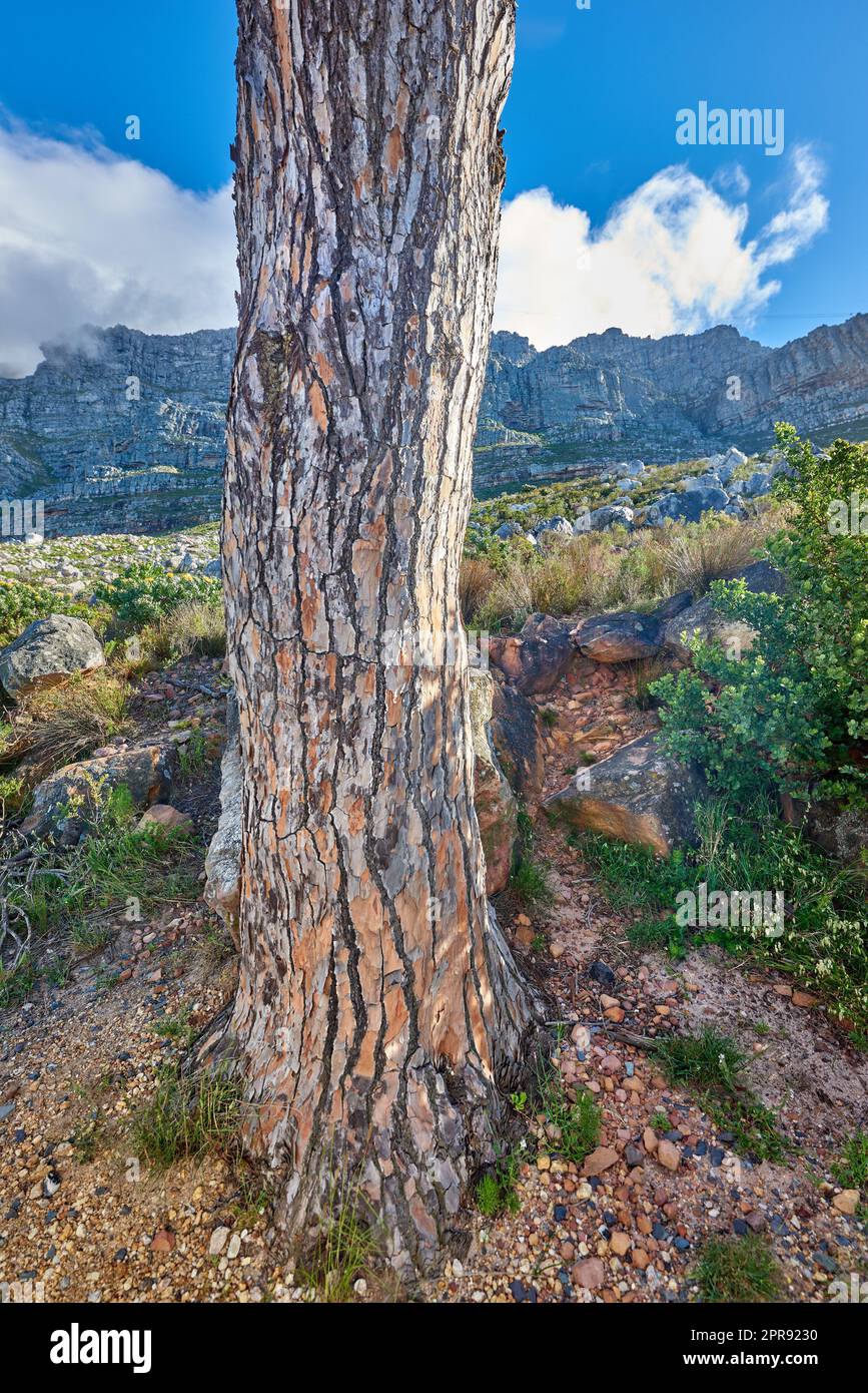 Tronco d'albero con vista sulle montagne e cielo blu nuvoloso sullo sfondo. Posizione remota di fogliame e verde vicino a Table Mountain. Paesaggio di verde vegetazione su una collina in estate nella natura Foto Stock