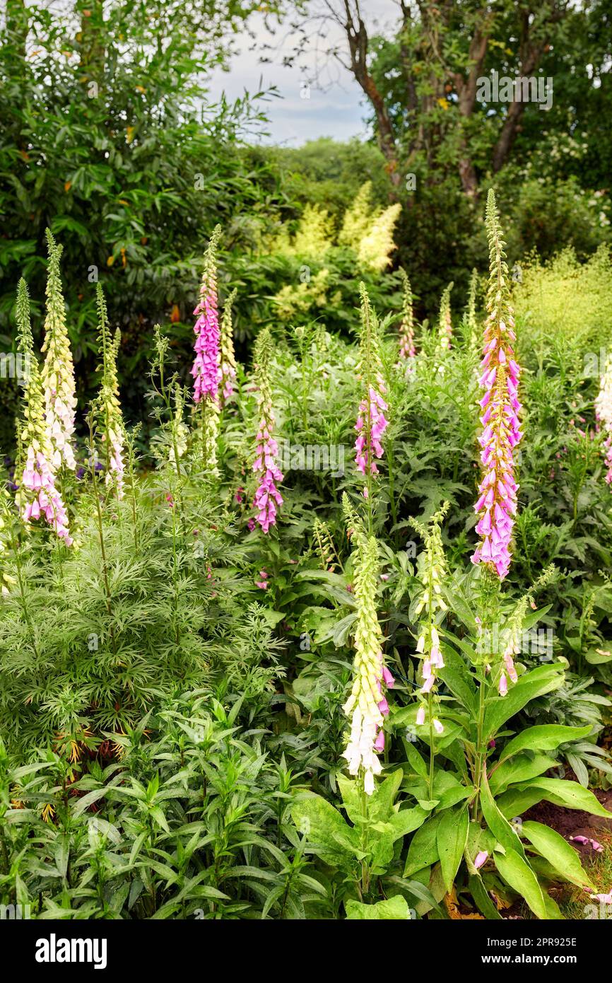 Guanti bianchi e rosa comuni che crescono e fioriscono in un lussureggiante giardino verde a casa. Branco di cespugli Digitalis purpurea che fioriscono in giardino e orticoltura come piante medicinali a base di erbe Foto Stock