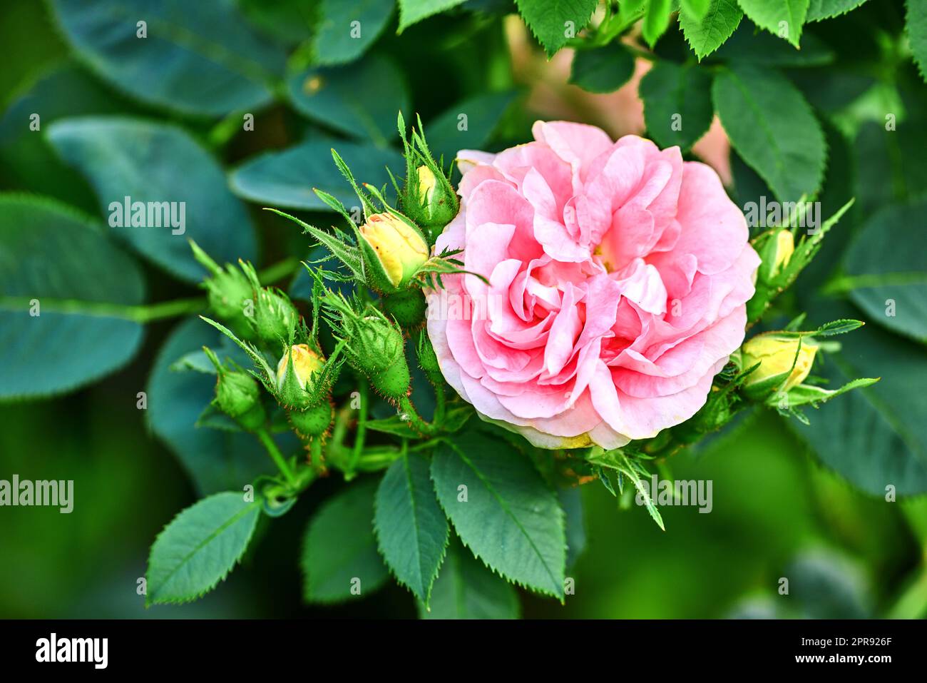 Fiori rosa colorati che crescono in un giardino. Primo piano di grandi cameriere rose blush o rosa alba incarnata con petali luminosi che fioriscono e fioriscono nella natura in una giornata di sole in primavera dall'alto Foto Stock