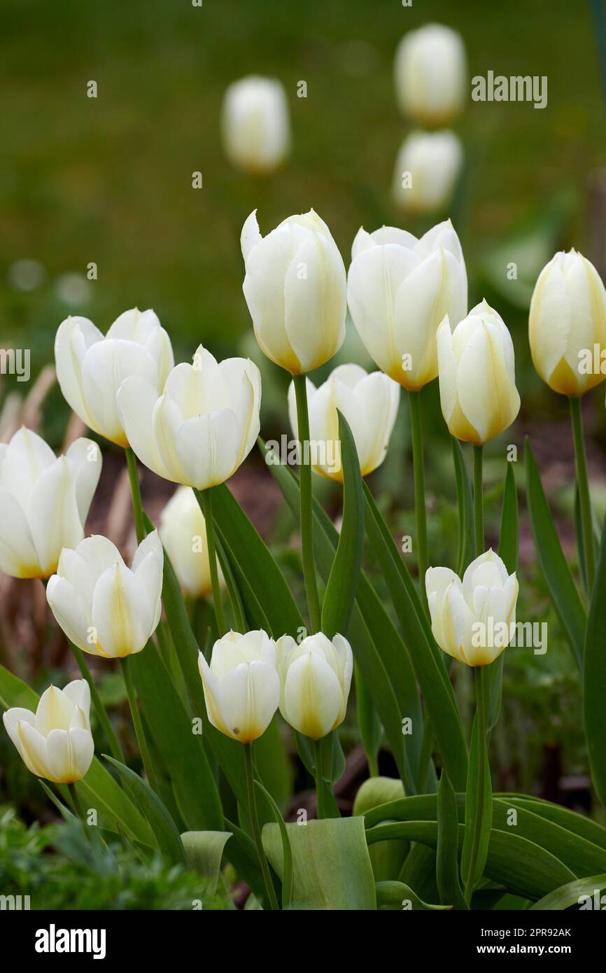 Tulipani bianchi che crescono in un giardino. Tulipani di Didiers della specie tulipa gesneriana che fiorono in primavera in natura. Primo piano di una graziosa pianta da fiore naturale in un parco con steli verdi e petali morbidi Foto Stock