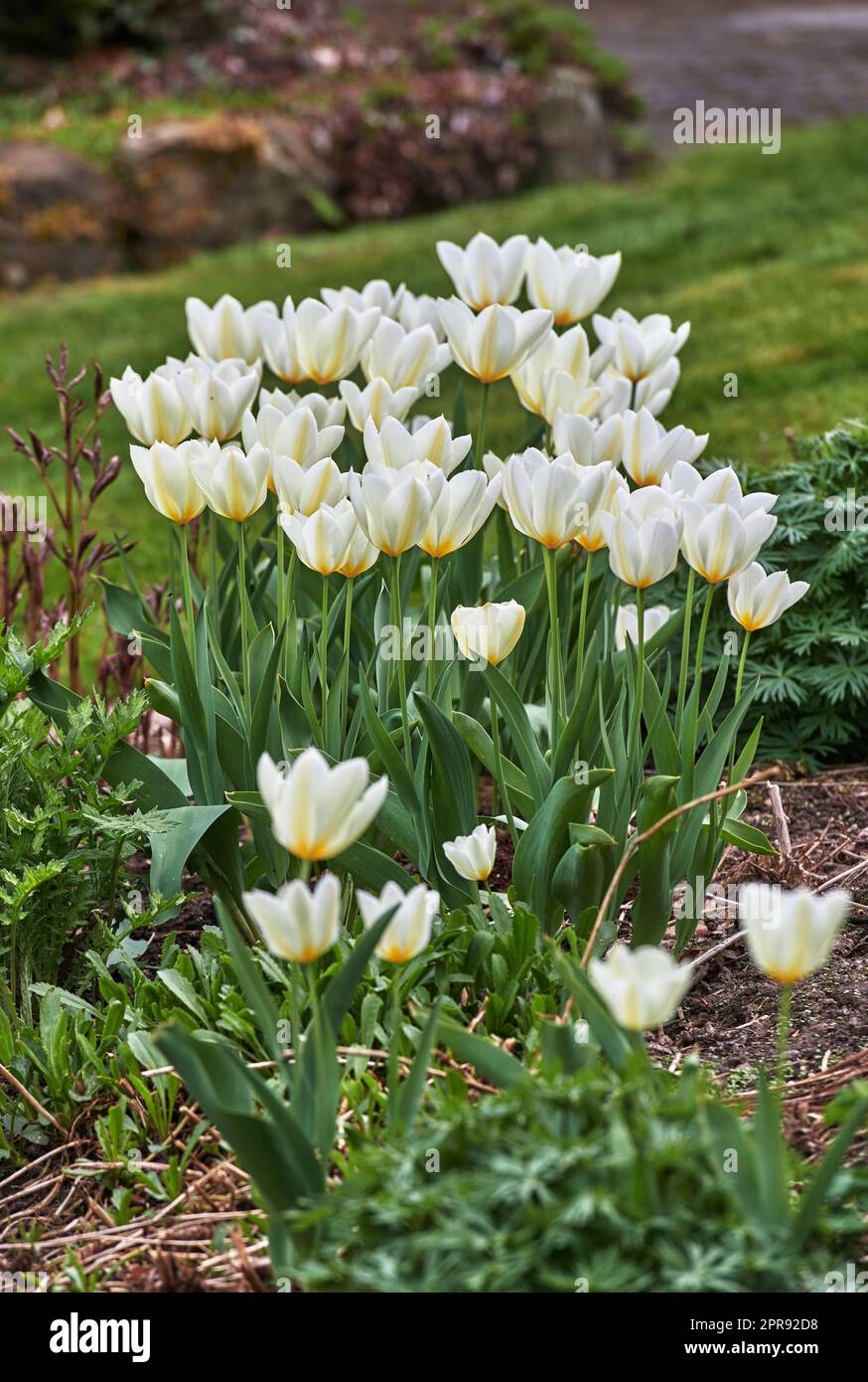 Gruppo di bellissimi tulipani nel giardino nelle prime ore della primavera. Vista panoramica dei fiori che fioriscono in primavera nella natura. Petali di fiori bianchi naturali che crescono da steli verdi lunghi e corti. Foto Stock