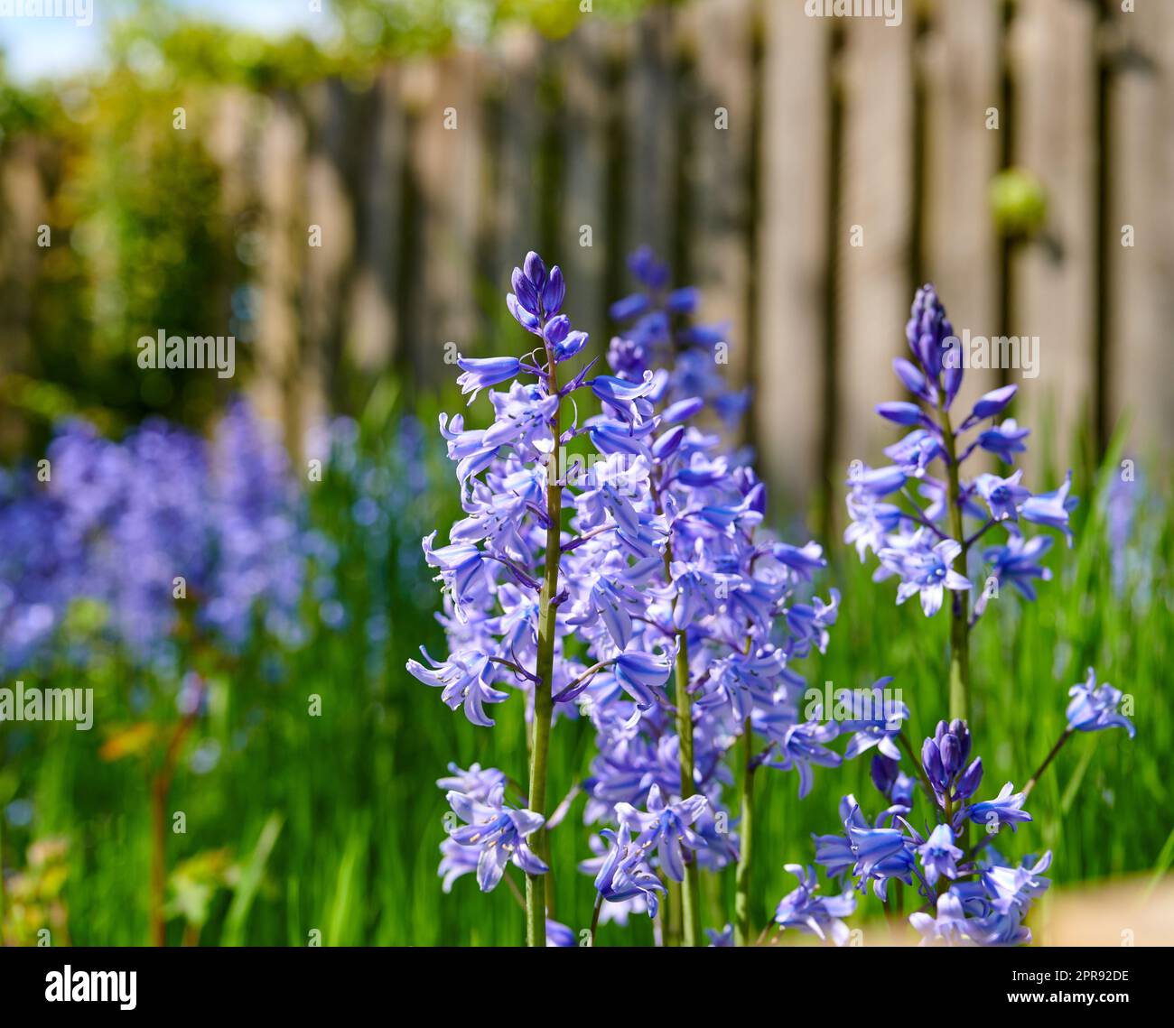 Fiori di campanello che crescono in giardino o in giardino in primavera. Vista naturale di delicate piante blu fiorite in un campo con spazio copia. Primo piano di vivaci giacinti indaco in un prato lussureggiante Foto Stock