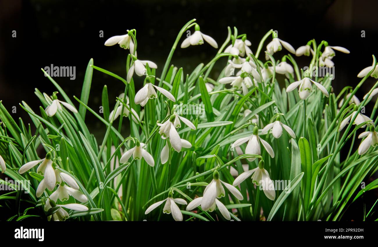 Primo piano di un mazzo di fiori bianchi comuni a gocce di neve che crescono in studio isolati su uno sfondo nero. Galanthus nivalis in erba, fioritura, fioritura e fioritura con uno spazio di copia scuro Foto Stock