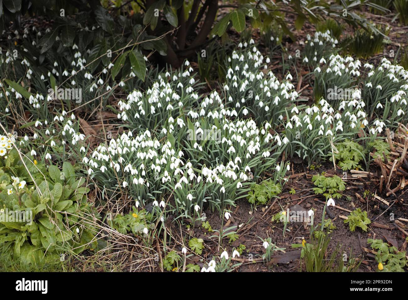 Bellissimi fiori di Galanthus nivalis o snowdrop che fioriscono nel terreno di un giardino in un giorno di primavera, con foglie verdi luminose e alberi di bosco sullo sfondo. Primo piano del paesaggio naturale. Foto Stock